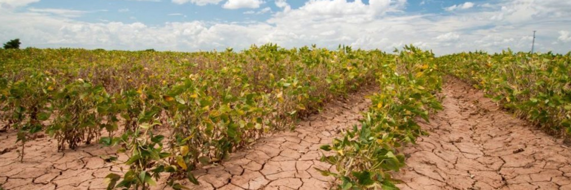 EL NIÑO ENTRA NO RADAR DA GESTÃO DE RISCOS DO SEGURO RURAL